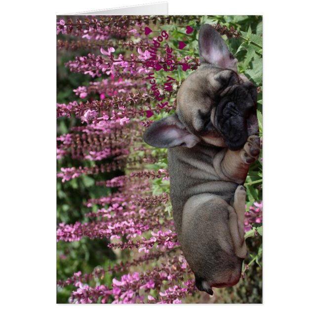 Französische Bulldogge Grußkarten (Vorne)