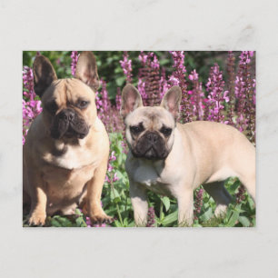 Französische Bulldogge Gute Freunde French Bulldog Postkarte