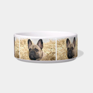 Französische Bulldogge im Stroh French Bulldog Napf