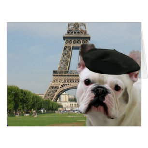 Französische Bulldogge in Paris