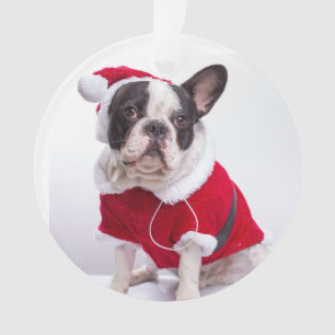 Französische Bulldogge in Sankt-Kostüm für Ornament
