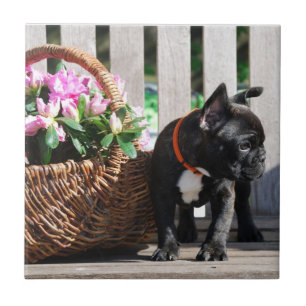 Französische Bulldogge Korb French Bulldog Fliese