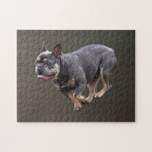 Französische Bulldogge läuft