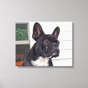 Französische Bulldogge Leinwanddruck