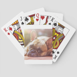 französische Bulldogge liegt Spielkarten