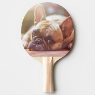 französische Bulldogge liegt Tischtennis Schläger