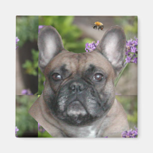 Französische Bulldogge mit Biene French Bulldog Magnet