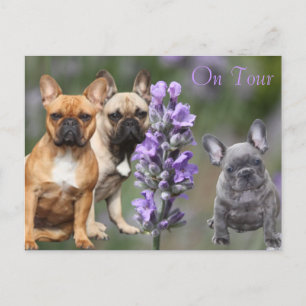 Französische Bulldogge mit Blumen French Bulldog Postkarte