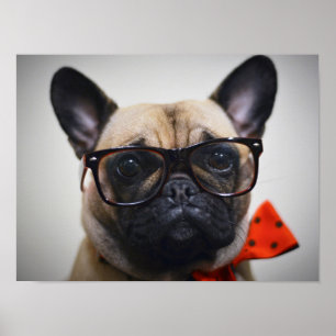 Französische Bulldogge mit Gläsern und Poster