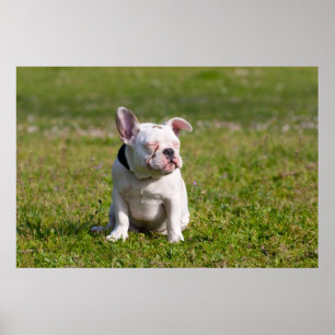 Französische Bulldogge Poster