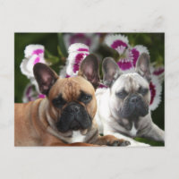 Französische Bulldogge Postkarte