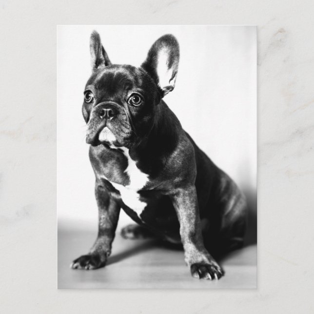 Französische Bulldogge Postkarte (Vorderseite)