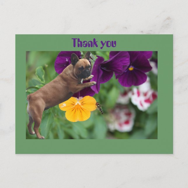 Französische Bulldogge Postkarte (Vorderseite)