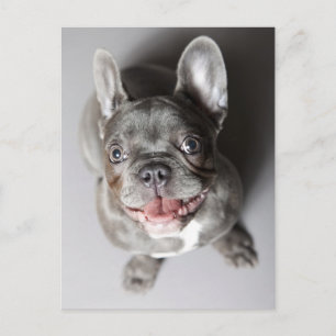 Französische Bulldogge Postkarte