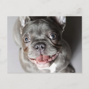 Französische Bulldogge Postkarte