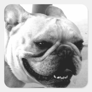 Französische Bulldogge Quadratischer Aufkleber