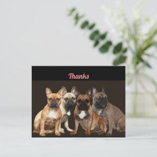 Französische Bulldogge Rudel French Bulldog Postkarte
