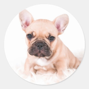 Französische Bulldogge Runder Aufkleber