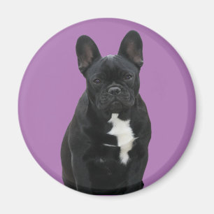 Französische Bulldogge schwarz French Bulldog Magnet