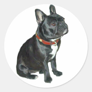 Französische Bulldogge - Schwarz mit rotem Halsban Runder Aufkleber