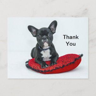 Französische Bulldogge Schwarzes Kissen Foto Danke Postkarte