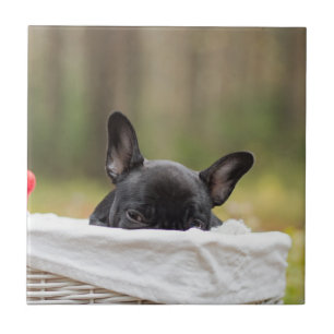 Französische Bulldogge späht Welpe Fliese