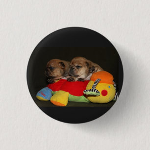 Französische Bulldogge Süße Welpen French Bulldog Button