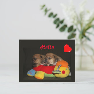 Französische Bulldogge Süße Welpen French Bulldog Postkarte