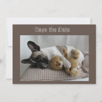 Französische Bulldogge Teddy French Bulldog