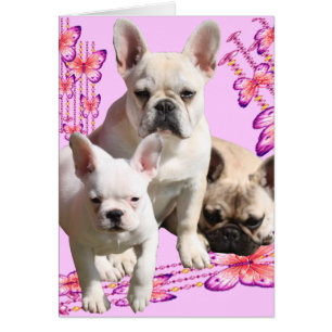 Französische Bulldogge Trio Grußkarten