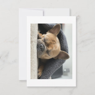 Französische Bulldogge unter der Decke Dankeskarte