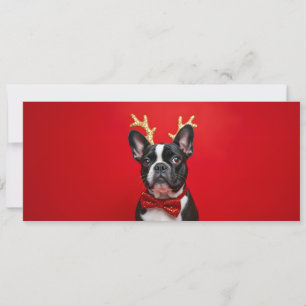 Französische Bulldogge Weihnachten mit Fliege