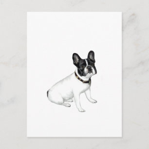Französische Bulldogge (weiß mit schwarz) Postkarte