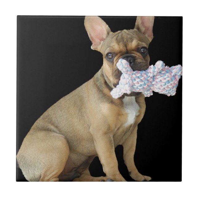 Französische Bulldogge Welpe French Bulldog Fliese (Vorderseite)