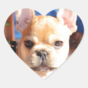 Französische Bulldogge Welpe French Bulldog Herz-Aufkleber