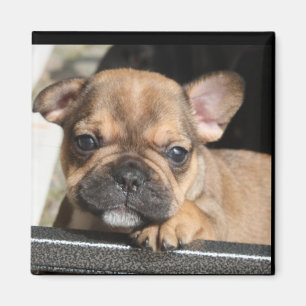 Französische Bulldogge Welpe French Bulldog Magnet