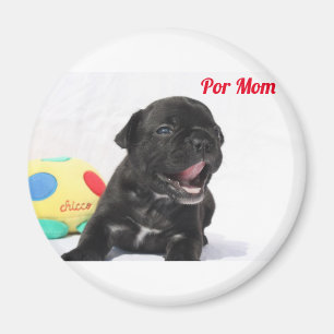 Französische Bulldogge Welpe French Bulldog Magnet
