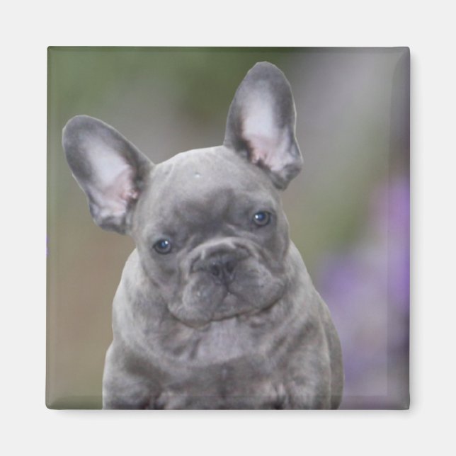 Französische Bulldogge Welpe French Bulldog Magnet (Vorne)
