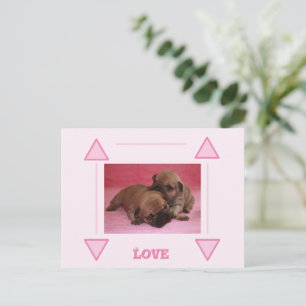 Französische Bulldogge Welpe French Bulldog Postkarte