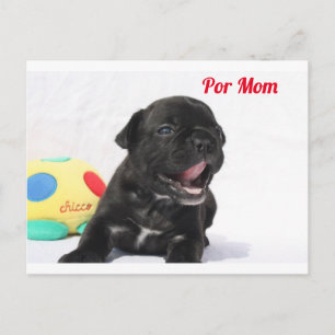 Französische Bulldogge Welpe French Bulldog Postkarte