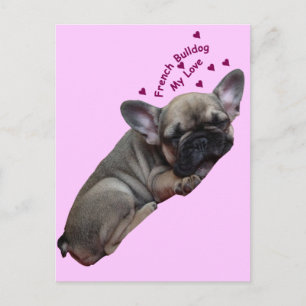 Französische Bulldogge Welpe French Bulldog Postkarte