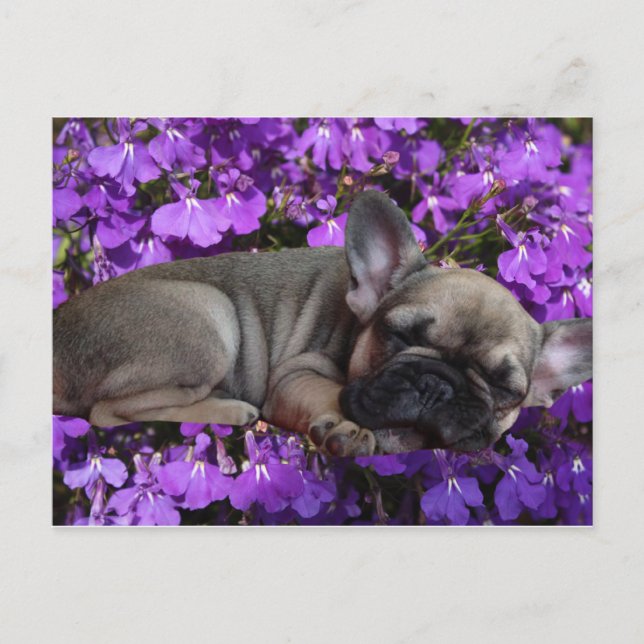 Französische Bulldogge Welpe French Bulldog Postkarte (Vorderseite)