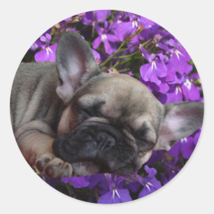 Französische Bulldogge Welpe French Bulldog Runder Aufkleber