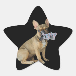 Französische Bulldogge Welpe French Bulldog Stern-Aufkleber