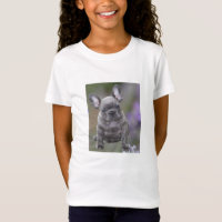 Französische Bulldogge Welpe French Bulldog