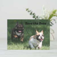 Französische Bulldogge Wettrennen French Bulldog