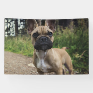 Französische Bulldogge Wurfkissen Banner