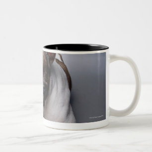 Französische Bulldogge Zweifarbige Tasse