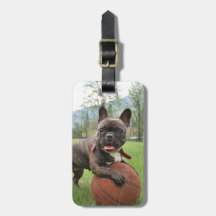 Französische Bulldoggen-Einsatz Ihr eigenes Foto