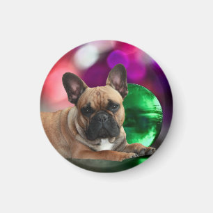 Französische Bulldoggen farbig French bulldog Magnet